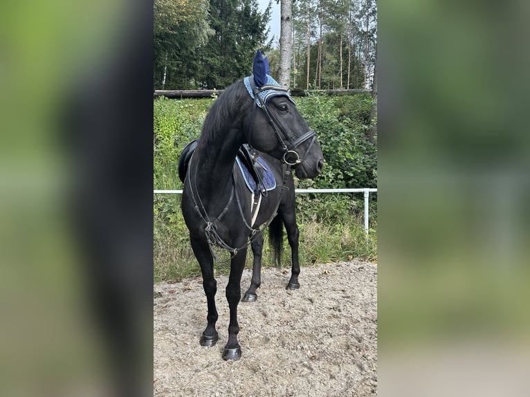 Tschechisches Warmblut Wallach 8 Jahre 164 cm Rappe in Pelmberg