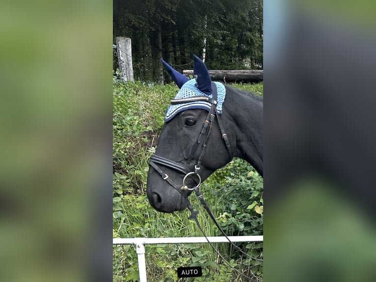 Tschechisches Warmblut Wallach 8 Jahre 164 cm Rappe in Pelmberg