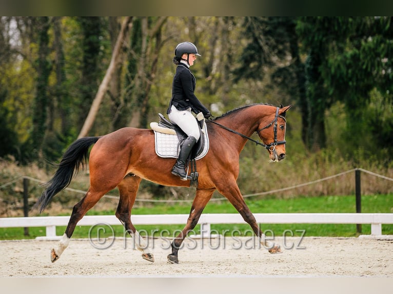 Tschechisches Warmblut Wallach 8 Jahre 167 cm Brauner in Pelhrimov