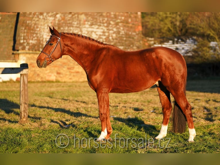 Tschechisches Warmblut Wallach 8 Jahre 167 cm Fuchs in 1 Stunde von Prag