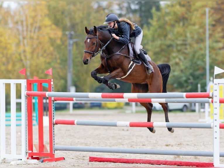 Tschechisches Warmblut Wallach 8 Jahre 170 cm Brauner in Brno