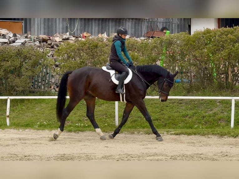 Tschechisches Warmblut Wallach 8 Jahre 170 cm Dunkelbrauner in Brno