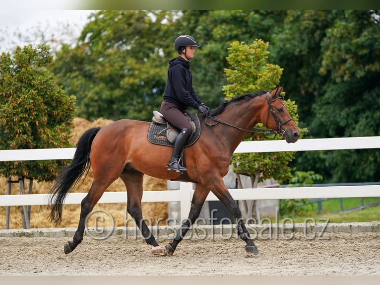 Tschechisches Warmblut Wallach 8 Jahre 172 cm Brauner in Pribram