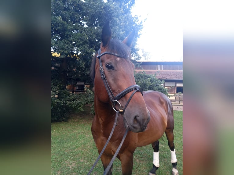 Tschechisches Warmblut Wallach 8 Jahre 173 cm Dunkelbrauner in Wiesent