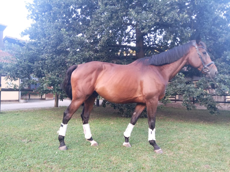 Tschechisches Warmblut Wallach 8 Jahre 173 cm Dunkelbrauner in Wiesent