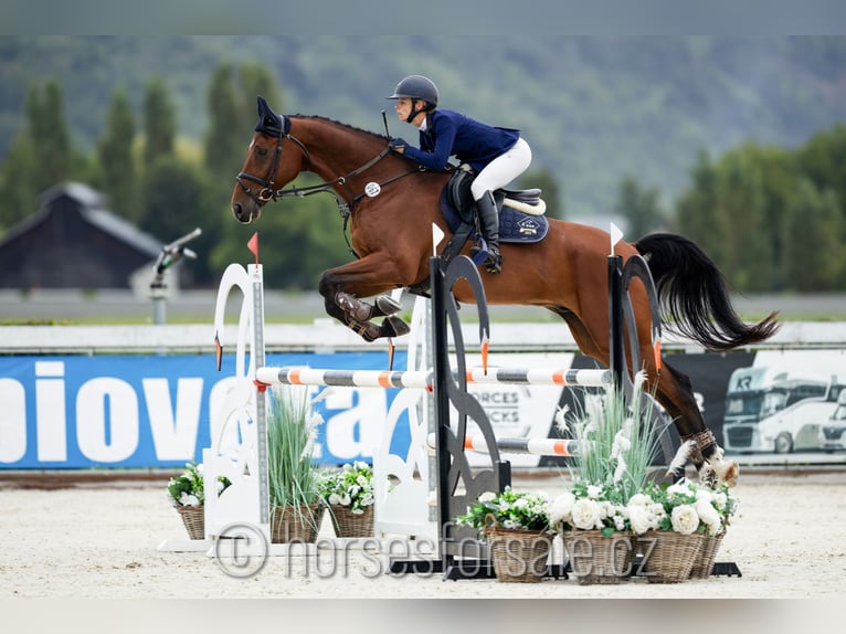 Tschechisches Warmblut Wallach 8 Jahre 175 cm Brauner in Region Prag