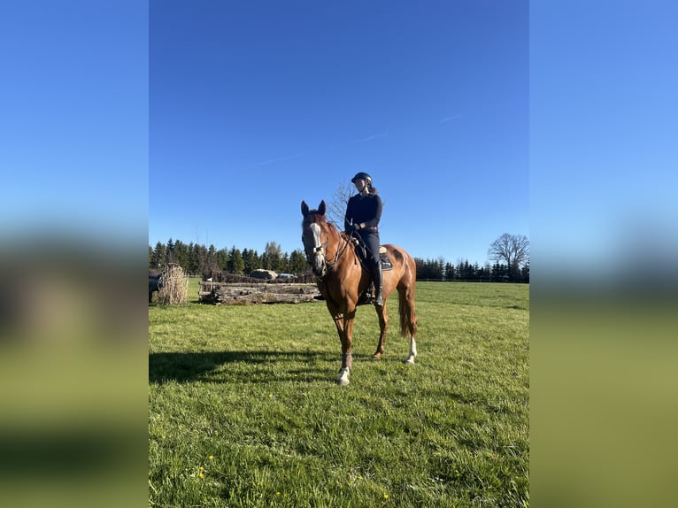 Tschechisches Warmblut Wallach 8 Jahre 179 cm Dunkelfuchs in Olomouc, Czech republic