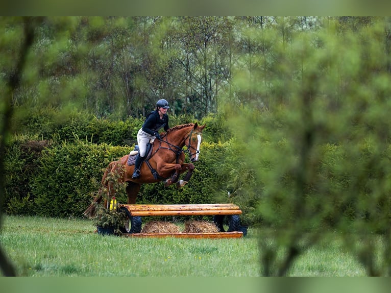 Tschechisches Warmblut Wallach 8 Jahre Brauner in Pohořany
