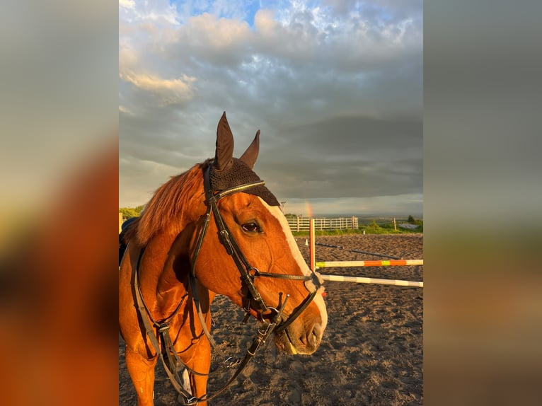 Tschechisches Warmblut Wallach 8 Jahre Brauner in Pohořany