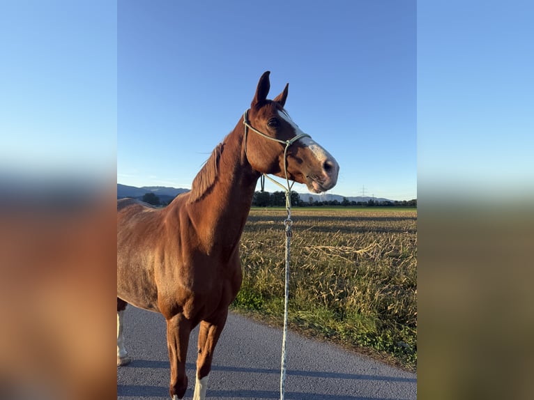 Tschechisches Warmblut Wallach 9 Jahre 160 cm Fuchs in Rankweil