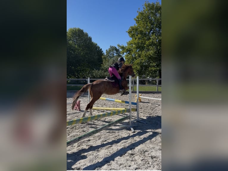 Tschechisches Warmblut Wallach 9 Jahre 160 cm Fuchs in Rankweil