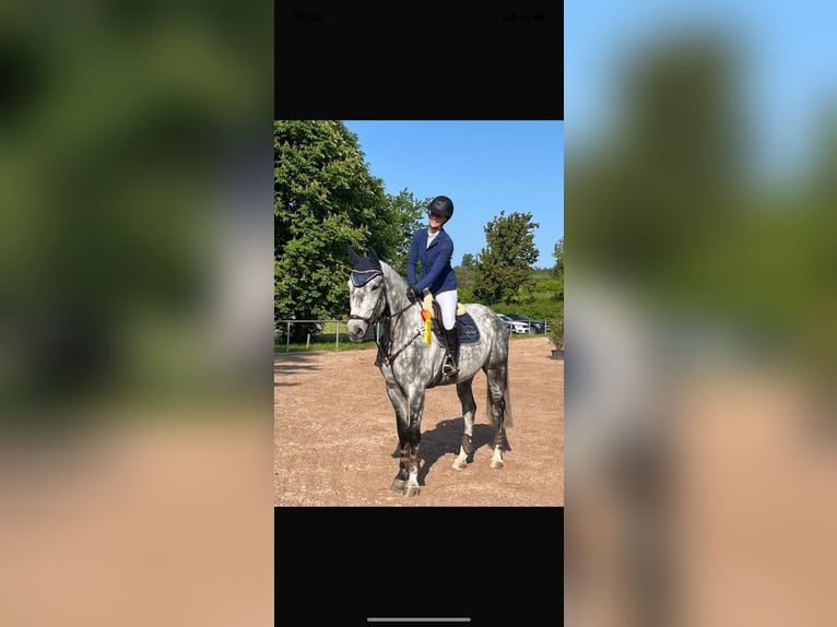 Tschechisches Warmblut Wallach 9 Jahre 166 cm Apfelschimmel in Crailsheim