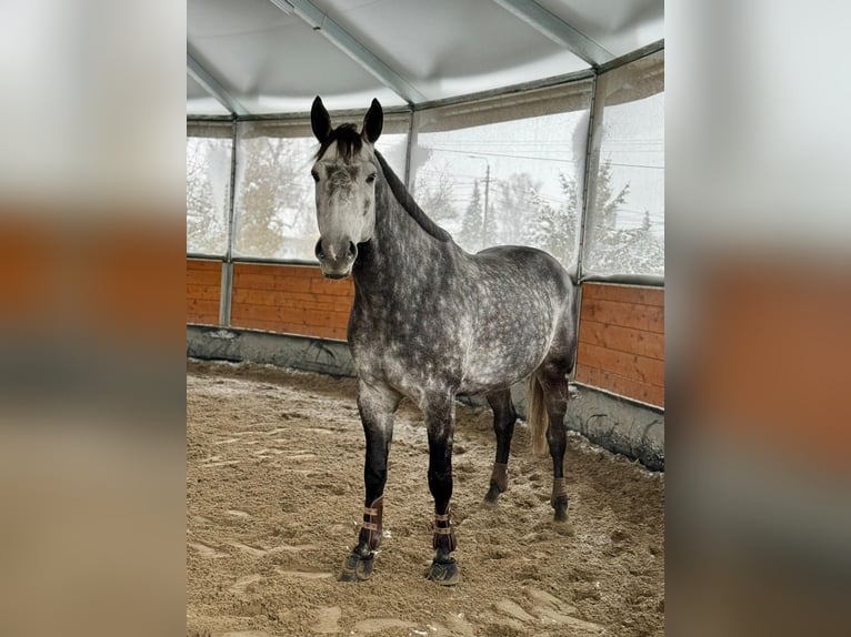 Tschechisches Warmblut Wallach 9 Jahre 168 cm Falbe in Brno