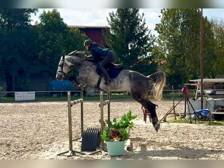 Tschechisches Warmblut Wallach 9 Jahre 168 cm Falbe in Brno