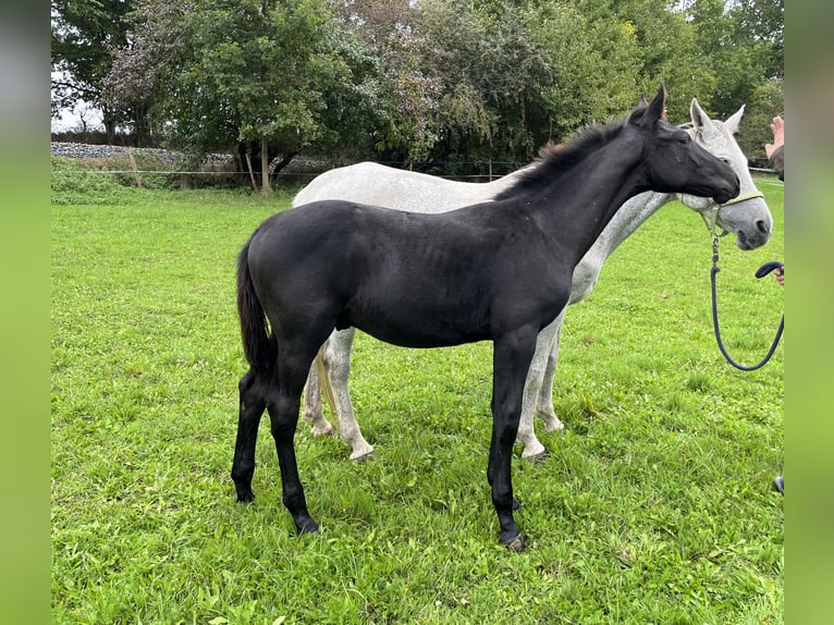 Tsjechisch warmbloed Hengst 1 Jaar kan schimmel zijn in Krsice