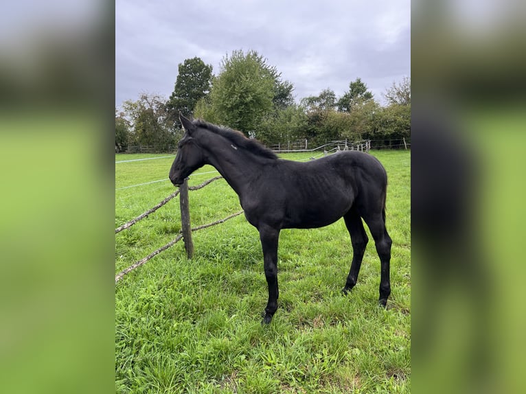 Tsjechisch warmbloed Hengst 1 Jaar kan schimmel zijn in Krsice