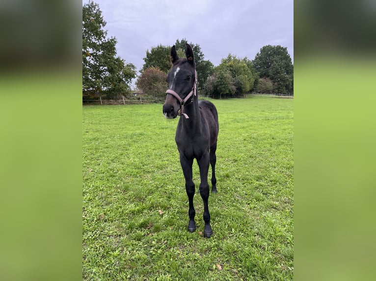 Tsjechisch warmbloed Hengst 1 Jaar kan schimmel zijn in Krsice