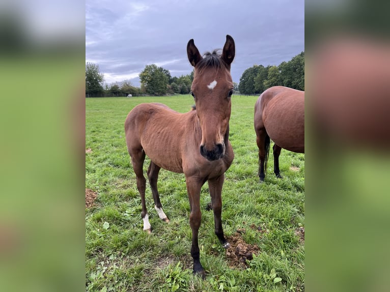 Tsjechisch warmbloed Hengst 1 Jaar Roodbruin in Krsice