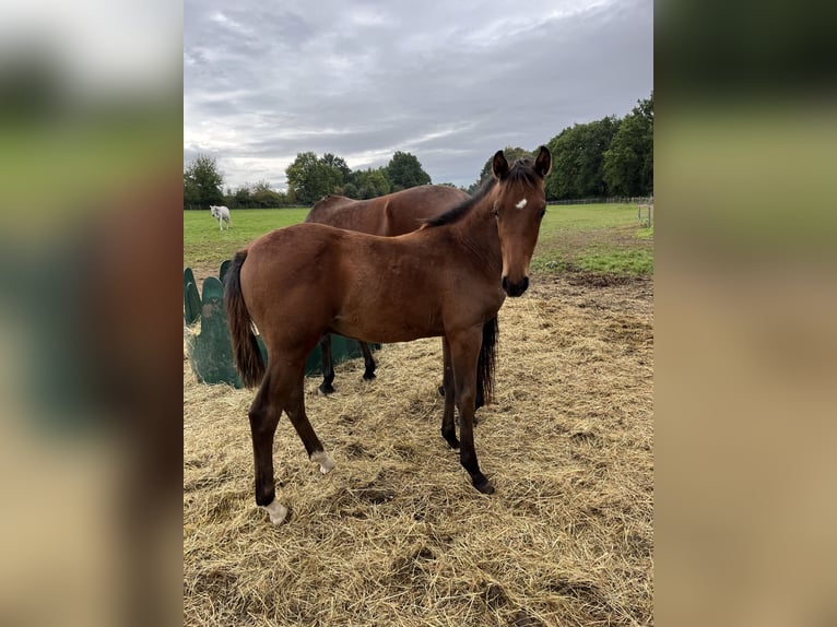Tsjechisch warmbloed Hengst 1 Jaar Roodbruin in Krsice