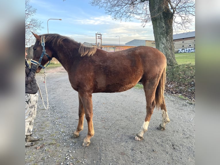 Tsjechisch warmbloed Hengst 2 Jaar Donkere-vos in Miles City