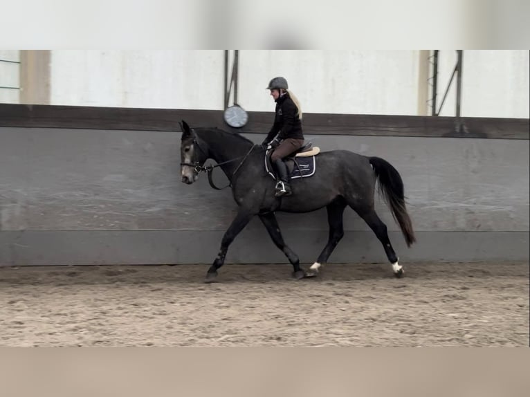 Tsjechisch warmbloed Hengst 6 Jaar 165 cm Schimmel in Česká Republika
