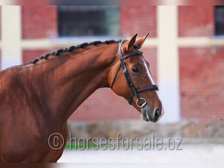 Tsjechisch warmbloed Hengst 7 Jaar 170 cm Bruin in Pisek