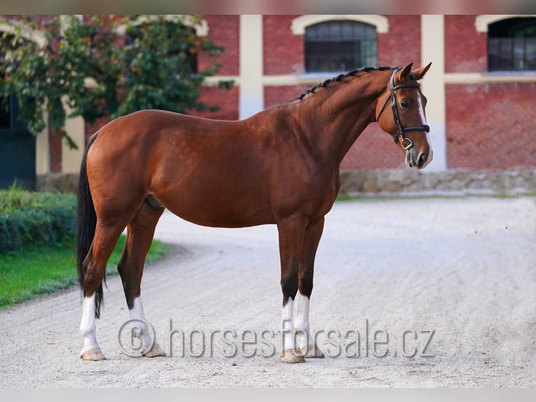 Tsjechisch warmbloed Hengst 7 Jaar 170 cm Bruin in Pisek