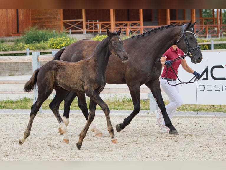 Tsjechisch warmbloed Hengst veulen (04/2024) 167 cm Zwart in Vysinka / Trutnov