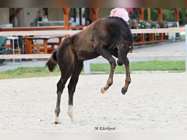 Tsjechisch warmbloed Hengst veulen (04/2024) 167 cm Zwart in Vysinka / Trutnov