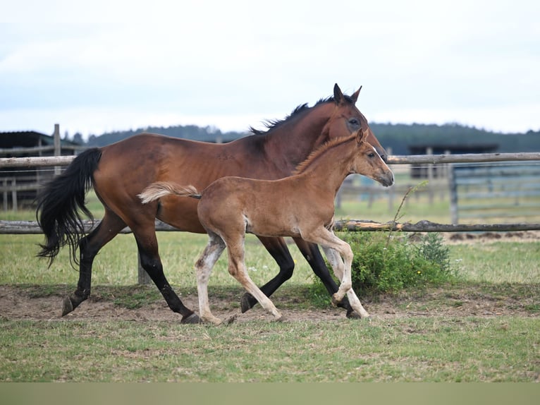 Tsjechisch warmbloed Hengst Veulen (04/2025) Donkere-vos in PRIBRAM