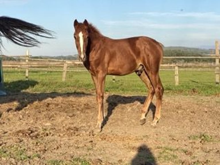 Tsjechisch warmbloed Hengst Veulen (04/2025) Donkere-vos in PRIBRAM