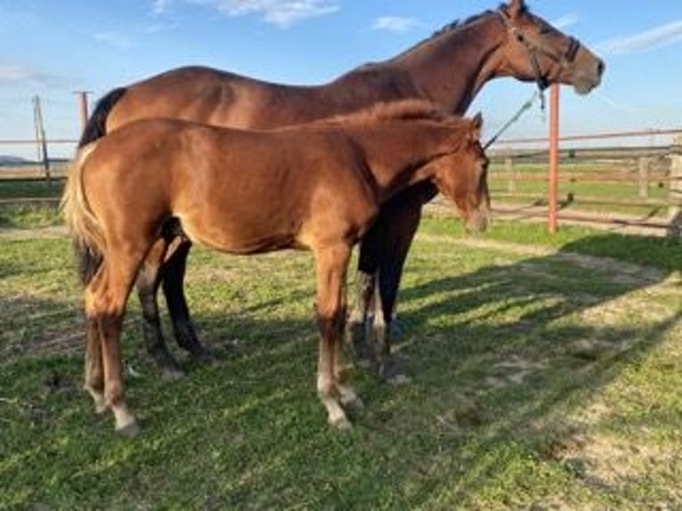 Tsjechisch warmbloed Hengst Veulen (04/2025) Donkere-vos in PRIBRAM