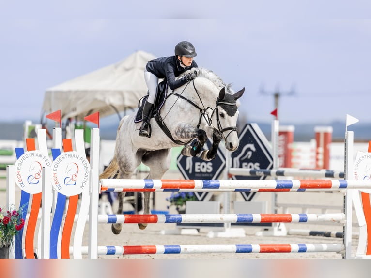 Tsjechisch warmbloed Merrie 10 Jaar 163 cm Schimmel in Třeboň