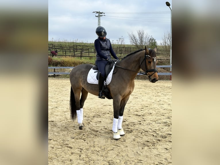 Tsjechisch warmbloed Merrie 10 Jaar 168 cm Roodbruin in PRAGUE