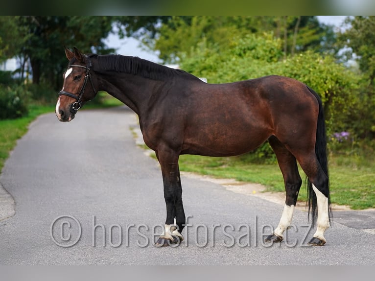 Tsjechisch warmbloed Merrie 10 Jaar 173 cm Bruin in Ceske Budejovice