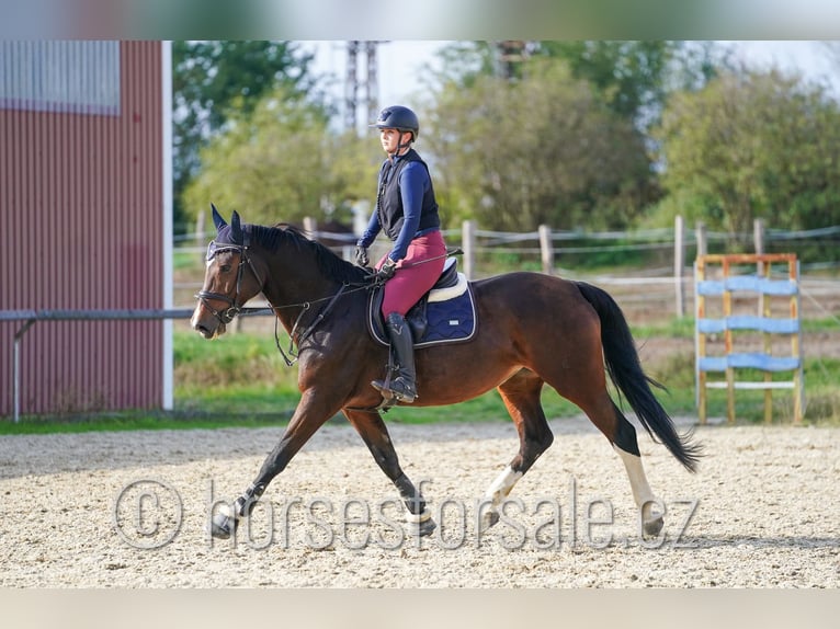 Tsjechisch warmbloed Merrie 10 Jaar 173 cm Bruin in Ceske Budejovice