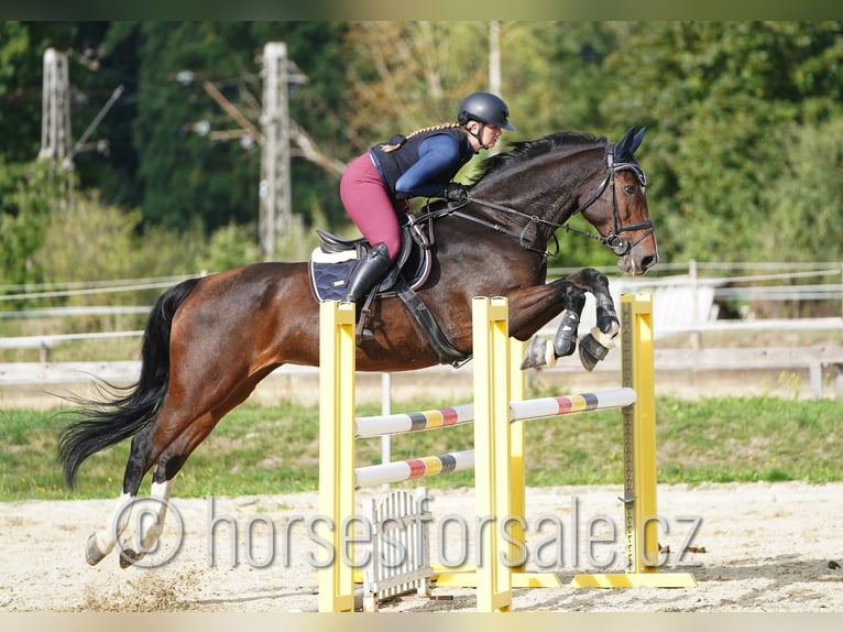 Tsjechisch warmbloed Merrie 10 Jaar 173 cm Bruin in Ceske Budejovice