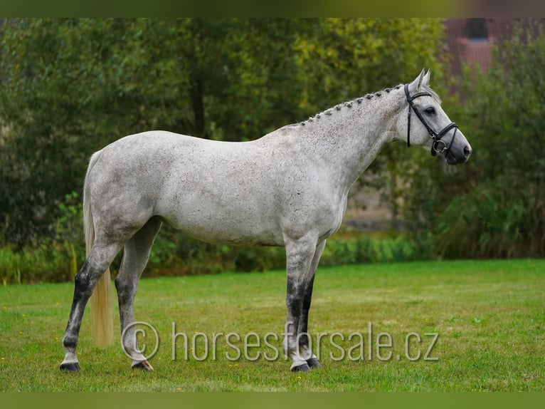 Tsjechisch warmbloed Merrie 11 Jaar 163 cm Schimmel in Ceske Budejovice
