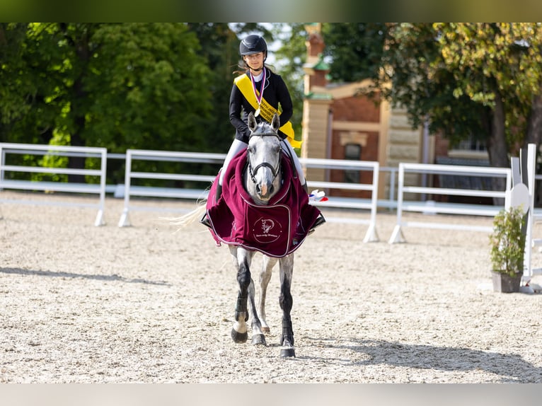 Tsjechisch warmbloed Merrie 11 Jaar 163 cm Schimmel in Třeboň