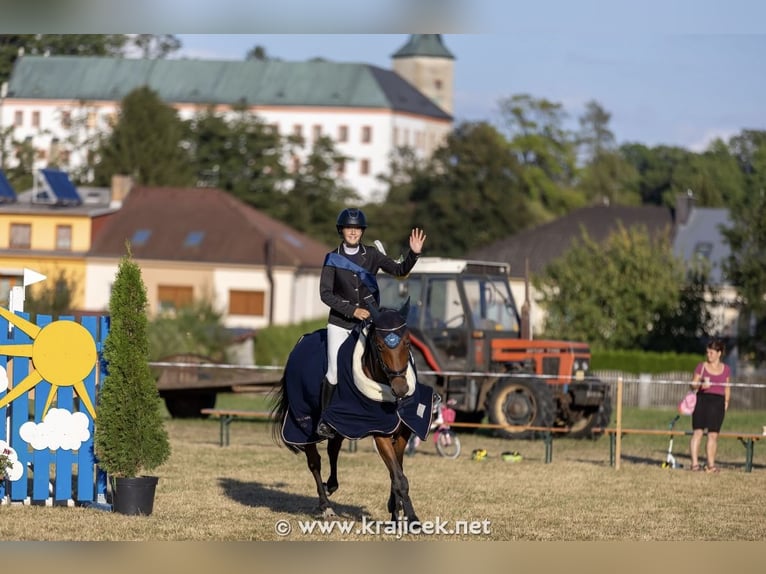 Tsjechisch warmbloed Merrie 11 Jaar 164 cm Bruin in Česká republika