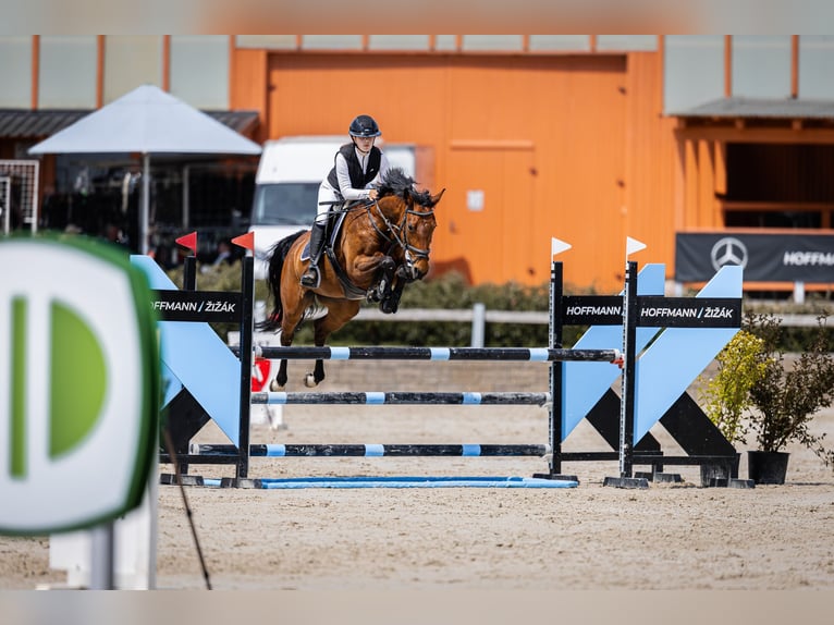 Tsjechisch warmbloed Merrie 11 Jaar 164 cm Bruin in Česká republika