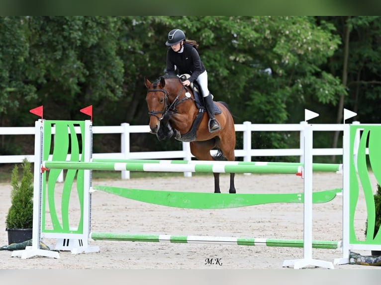 Tsjechisch warmbloed Merrie 11 Jaar 164 cm Bruin in Česká republika