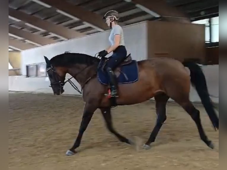 Tsjechisch warmbloed Merrie 11 Jaar 165 cm Bruin in Albstadt