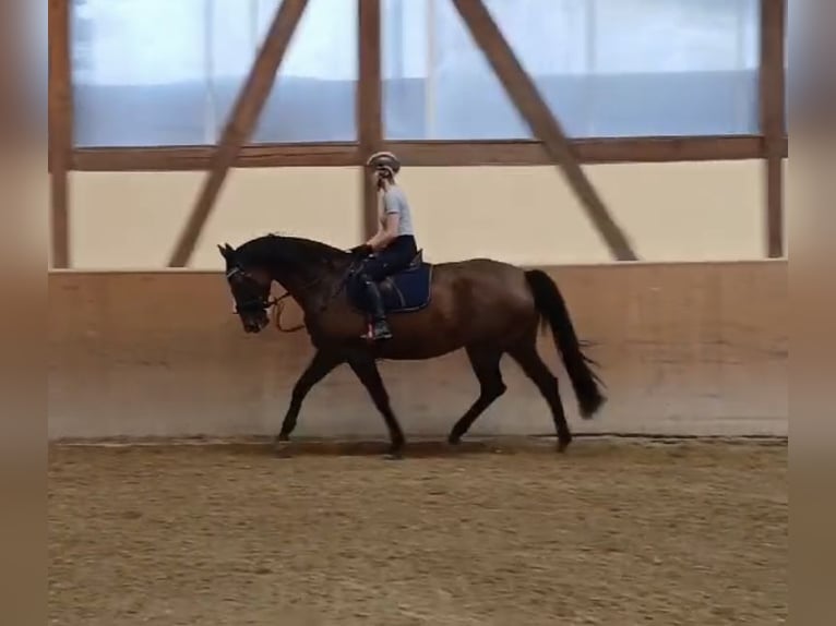 Tsjechisch warmbloed Merrie 11 Jaar 165 cm Bruin in Albstadt