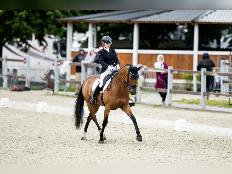 Tsjechisch warmbloed Merrie 11 Jaar 165 cm Roodbruin in Prague