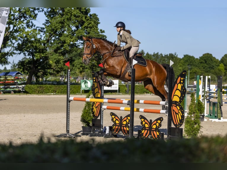 Tsjechisch warmbloed Merrie 11 Jaar 166 cm Bruin in Michalowice