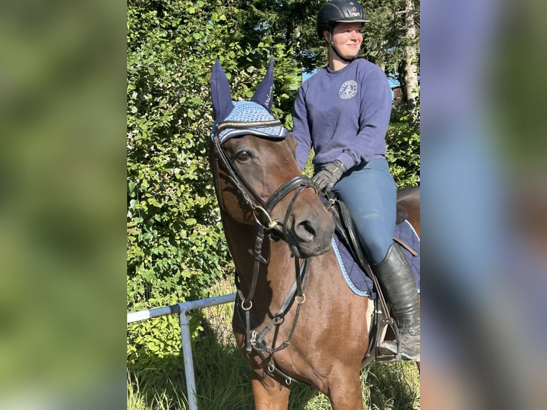 Tsjechisch warmbloed Merrie 11 Jaar 168 cm Bruin in Pelmberg