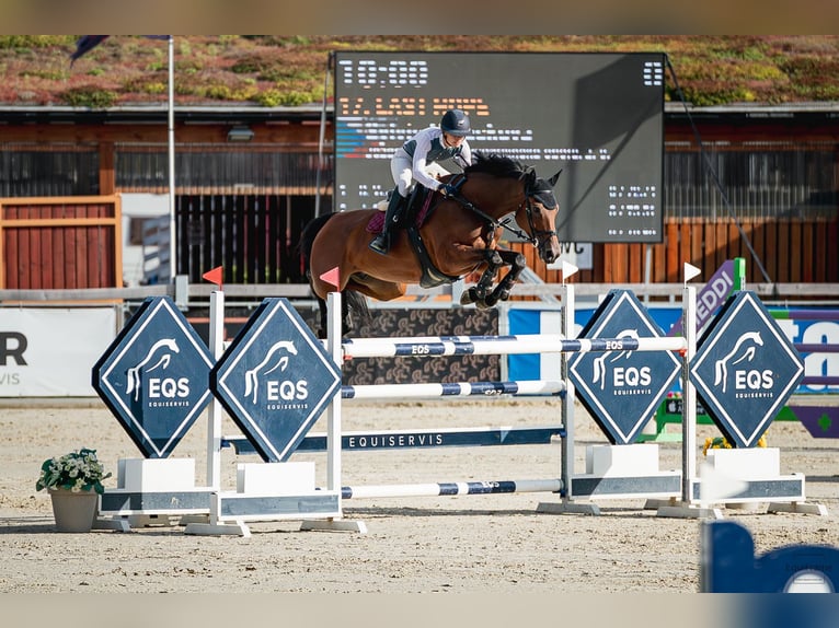 Tsjechisch warmbloed Merrie 11 Jaar 168 cm Roodbruin in Prague
