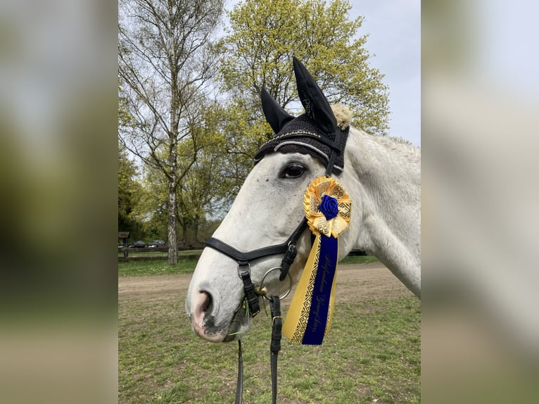 Tsjechisch warmbloed Merrie 12 Jaar 171 cm Schimmel in Malsch