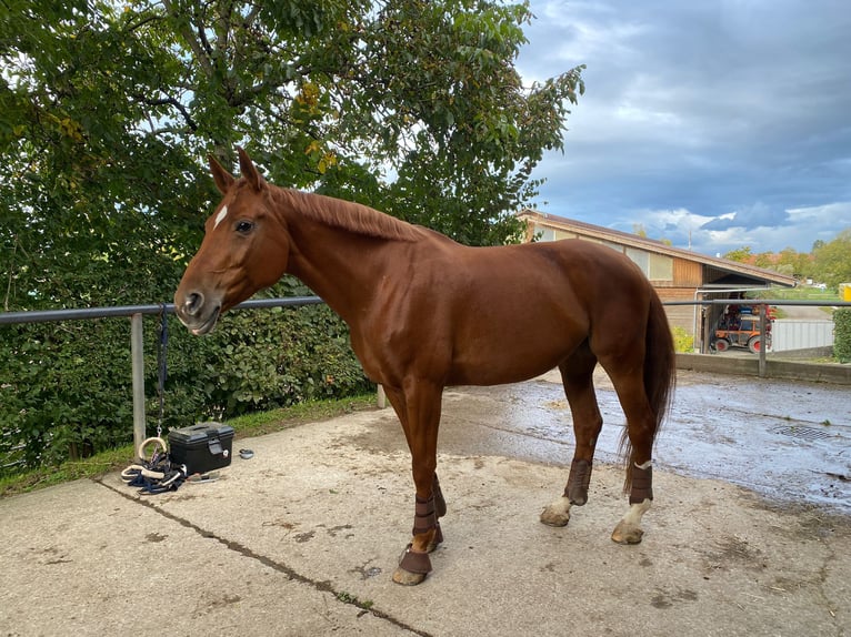 Tsjechisch warmbloed Merrie 12 Jaar 172 cm Vos in Oberwil BL